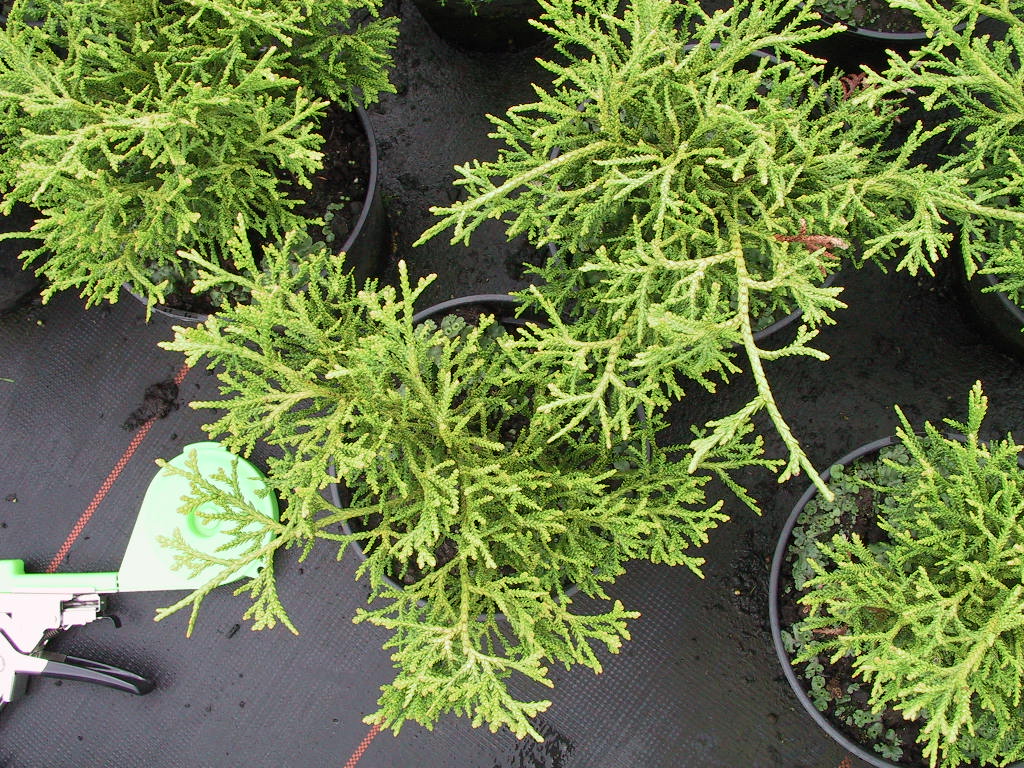 Thujopsis dolabrata Minima 04 als Co Fertigware klein.jpg